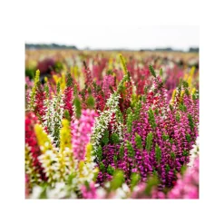 New Plantiflor Knospenheide Beauty Ladies Trio