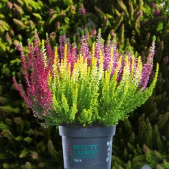 New Plantiflor Knospenheide Beauty Ladies Trio