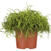 Discount Plantiflor Korallenkaktus 15-20 cm T12