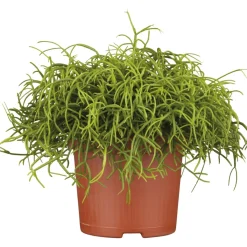 Discount Plantiflor Korallenkaktus 15-20 cm T12