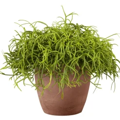 Discount Plantiflor Korallenkaktus 15-20 cm T12