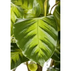 Discount Plantiflor Korbmarante Topf 12 cm