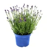 Online Plantiflor Lavendel blaue Blüten Topf Durchmesser 17 cm