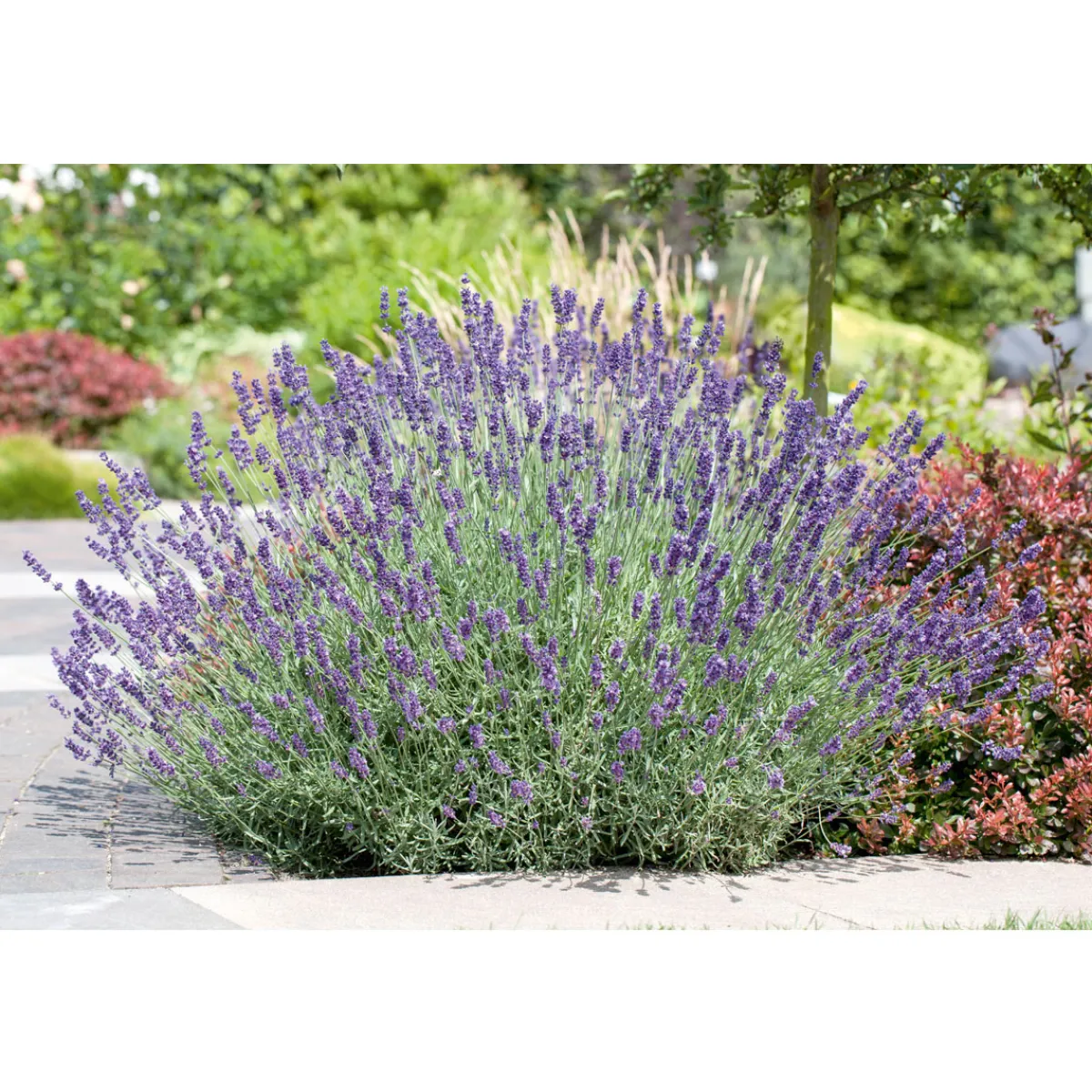 Online Plantiflor Lavendel blaue Blüten Topf Durchmesser 17 cm