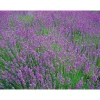 Best Plantiflor Lavendel Munstead Topf- Durchmesser 13 cm