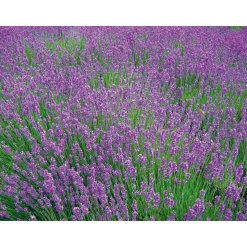 Best Plantiflor Lavendel Munstead Topf- Durchmesser 13 cm