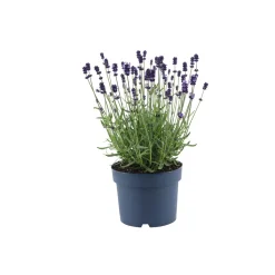 Best Plantiflor Lavendel Munstead Topf- Durchmesser 13 cm