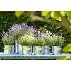 Best Plantiflor Lavendel Munstead Topf- Durchmesser 13 cm