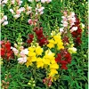 Online Plantiflor Löwenmäulchen Topf Durchmesser 13 cm