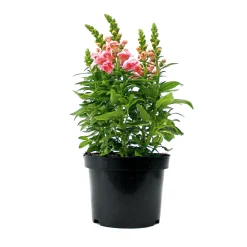 Online Plantiflor Löwenmäulchen Topf Durchmesser 13 cm