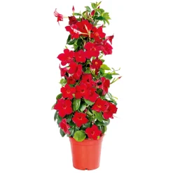 Clearance Plantiflor Mandevilla Pyramide Topf Durchmesser 17 cm