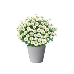 Best Plantiflor Margeritenbusch weiß im Topf Durchmesser 18 cm