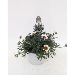 Online Plantiflor Marokko Margerite African Serie Topf Durchmesser 17 cm