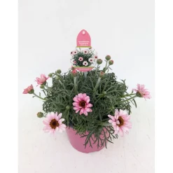 Online Plantiflor Marokko Margerite African Serie Topf Durchmesser 17 cm
