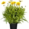 New Plantiflor Mädchenauge Topf Durchmesser 13 cm