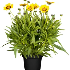 New Plantiflor Mädchenauge Topf Durchmesser 13 cm