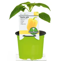Outlet Plantiflor Meisterklasse Paprika gelb Satrapo Topf Durchmesser 11 cm