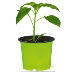 Outlet Plantiflor Meisterklasse Paprika gelb Satrapo Topf Durchmesser 11 cm