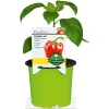 New Plantiflor Meisterklasse Paprika rot Savio Topf Durchmesser 11 cm
