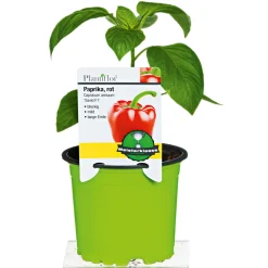 New Plantiflor Meisterklasse Paprika rot Savio Topf Durchmesser 11 cm