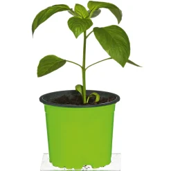 New Plantiflor Meisterklasse Paprika rot Savio Topf Durchmesser 11 cm