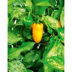 New Plantiflor Meisterklasse Paprika rot Savio Topf Durchmesser 11 cm