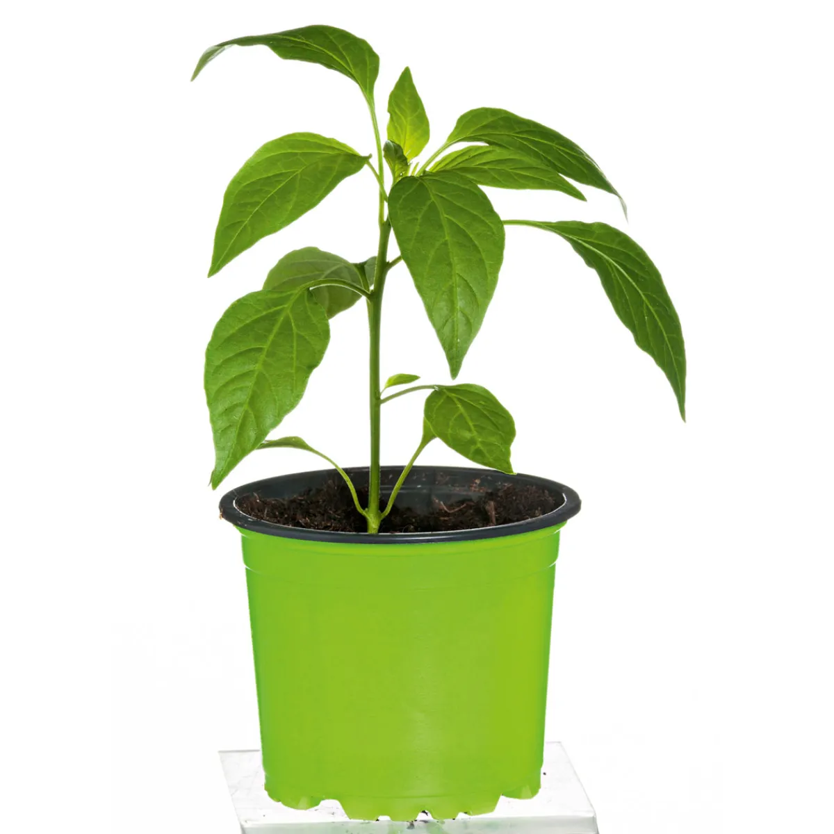 Hot Plantiflor Meisterklasse Peperonie Vulkan Topf Durchmesser 11 cm