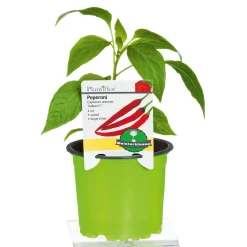 Hot Plantiflor Meisterklasse Peperonie Vulkan Topf Durchmesser 11 cm