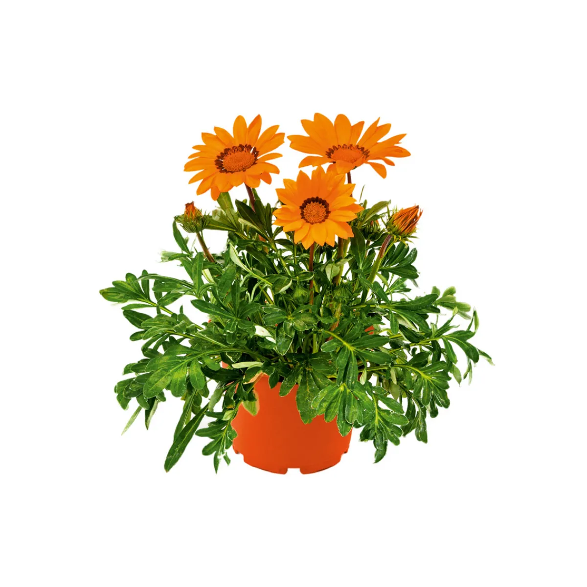 Discount Plantiflor Mittagsgold Topf Durchmesser 13 cm