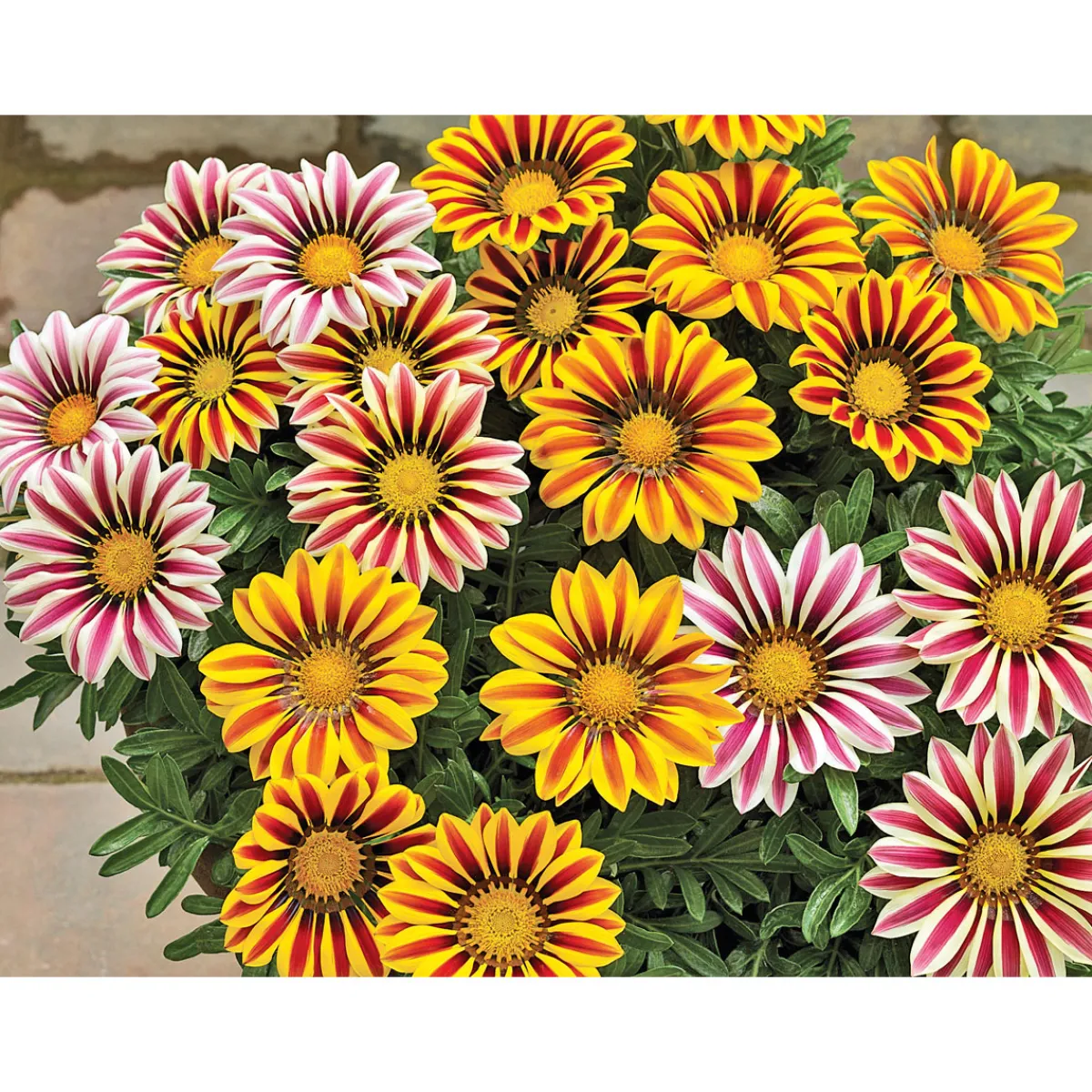 Discount Plantiflor Mittagsgold Topf Durchmesser 13 cm