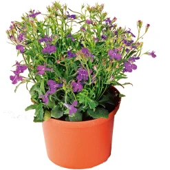 Best Plantiflor Männertreu Topf Durchmesser 10,5 cm