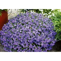 Best Plantiflor Männertreu Topf Durchmesser 10,5 cm