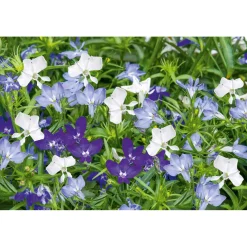 Best Plantiflor Männertreu Topf Durchmesser 10,5 cm