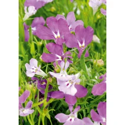 Best Plantiflor Männertreu Topf Durchmesser 10,5 cm