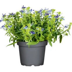 Best Plantiflor Männertreu Topf Durchmesser 10,5 cm
