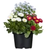 Discount Plantiflor MyoBell Topf Durchmesser 14 cm