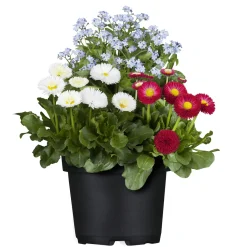 Discount Plantiflor MyoBell Topf Durchmesser 14 cm