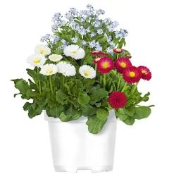 Discount Plantiflor MyoBell Topf Durchmesser 14 cm