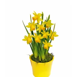 Clearance Plantiflor Narzissen 3 Zwiebeln im Topf Durchmesser 9 cm