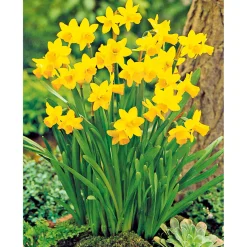 Clearance Plantiflor Narzissen 3 Zwiebeln im Topf Durchmesser 9 cm