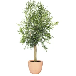 Online Plantiflor Oliven-Stamm im Topf Durchmesser 15 cm