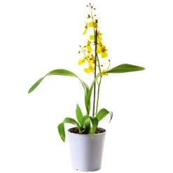 Online Plantiflor Orchideen-Mix Topf Durchmesser 9 cm