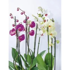 Online Plantiflor Orchideen-Mix 2-Trieber