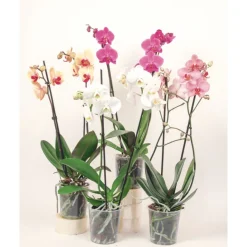 Online Plantiflor Orchideen-Mix 2-Trieber