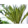 Discount Plantiflor Palmfarn Topf Durchmesser 12 cm