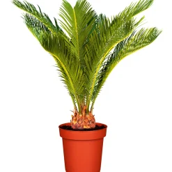 Discount Plantiflor Palmfarn Topf Durchmesser 12 cm