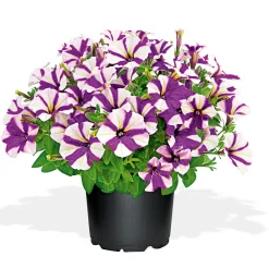 Sale Plantiflor Petunia Topf Durchmesser 12 cm