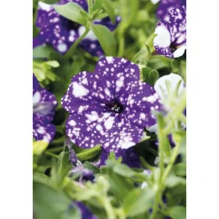 Best Plantiflor Petunie Night Sky Topf Durchmesser 12 cm