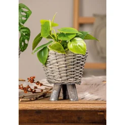 Sale Plantiflor Philodendron Topf Durchmesser 12 cm