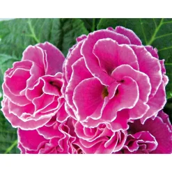 Plantiflor Primel Topf Durchmesser 10,5 cm